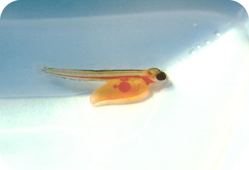 Salmon larva