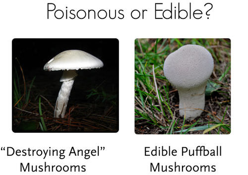 Toxic destroying angel mushroom compared to edible puffball mushroom
