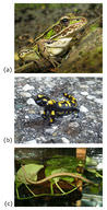Examples of living amphibians