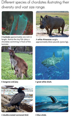 Diversity of chordates: Tunicate, Rhinoceros, Kangaroo, Shark, Cormorant, Whale