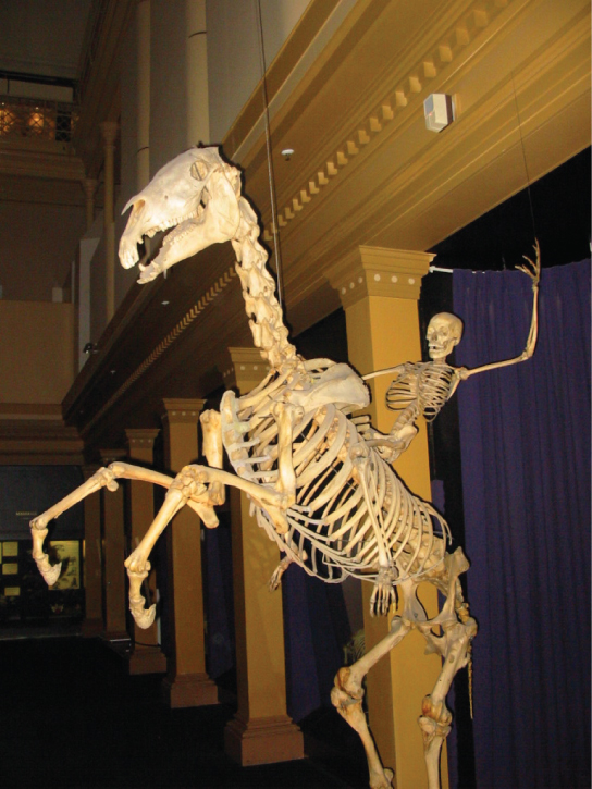 La photo montre un squelette humain chevauchant un squelette de cheval.
