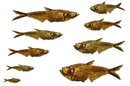 Fossilized fish shown in different sizes