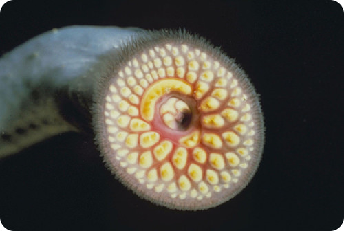 Sucker nouth of a lamprey