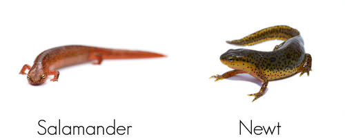 Salamander and newt