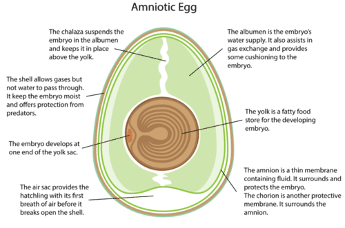 Amniotic egg