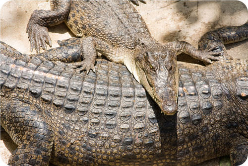 Crocodile scales