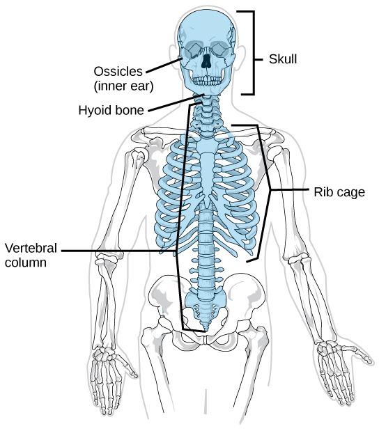Sur un squelette humain, les parties du squelette axial sont mises en évidence.