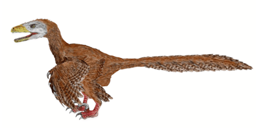 Deinonychus illustration: extinct bird relative