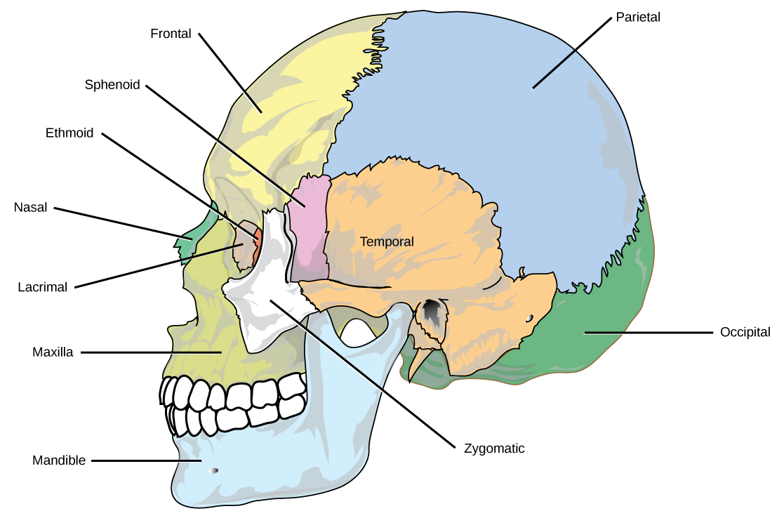 Les huit os crâniens du crâne sont représentés.