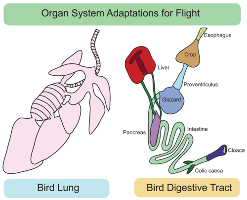 Organ system adaptations for flight