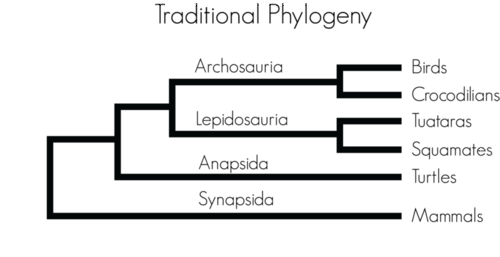 Reptilian phylogenetic tree