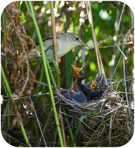 Nest of a marsh warbler with baby birds