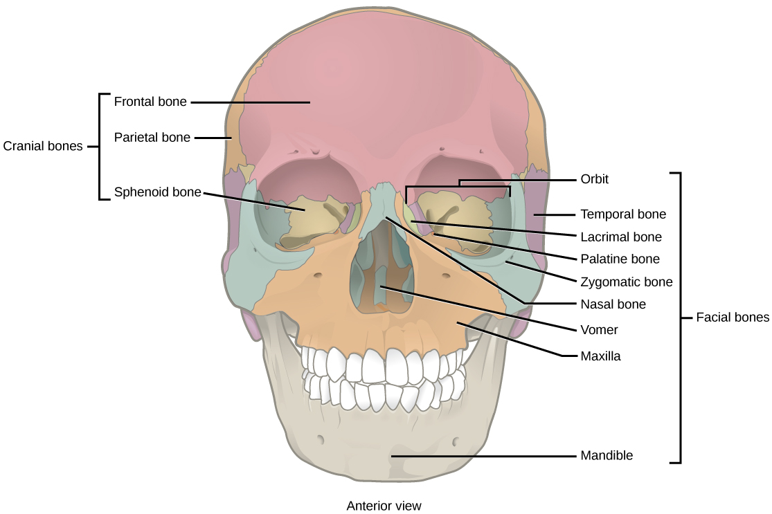 L'illustration montre une vue de face d'un crâne. L'os frontal est l'os proéminent qui constitue la majeure partie du sommet du crâne. Les os sphénoïdes de l'os pariétal forment le côté du crâne. Deux os nasaux forment l'arête du nez. L'os zygomatique est l'os de la joue. Le vomer est un os unique situé au milieu du nez. Le maxillaire constitue la mâchoire supérieure et la mandibule est la mâchoire inférieure. Le lacrymal est un os situé au centre interne de l'œil. Les conques nasales sont des os situés à l'intérieur du nez.