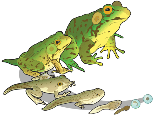 Frog development: from tadpole to adult