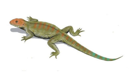 Hylonomus illustration: earliest reptile