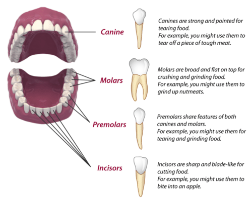 Mammalian Teeth (Human)