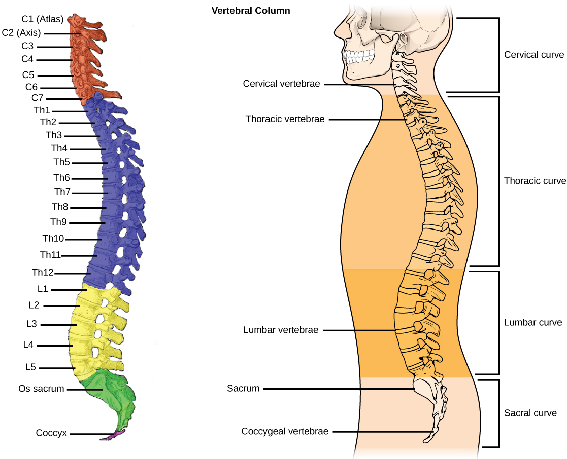 L'illustration A montre toutes les vertèbres d'une colonne vertébrale. L'illustration B montre que différentes sections de vertèbres se courbent dans différentes directions. Les vertèbres cervicales du cou se courbent vers l'avant du corps. Les vertèbres thoraciques, qui s'étendent du cou jusqu'au bas de la cage thoracique, se courbent vers l'arrière du corps. Les vertèbres lombaires, qui s'étendent jusqu'au bas du dos, se courbent à nouveau vers l'avant. Le sacrum et les vertèbres coccygiennes forment la courbe sacrée qui se courbe vers l'arrière.
