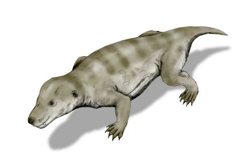 Cynodont illustration: mammalian ancestor