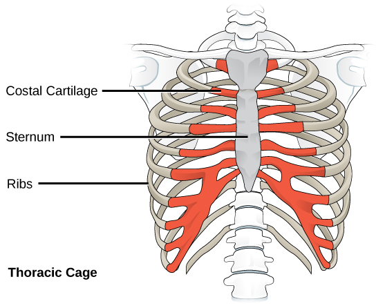 L'illustration montre la cage thoracique et le sternum, qui est l'os situé à l'avant et au centre du haut du corps. Les côtes, qui se terminent aux trois quarts environ du corps, ne se connectent pas directement au sternum ; c'est plutôt le cartilage costal qui relie les côtes au sternum.