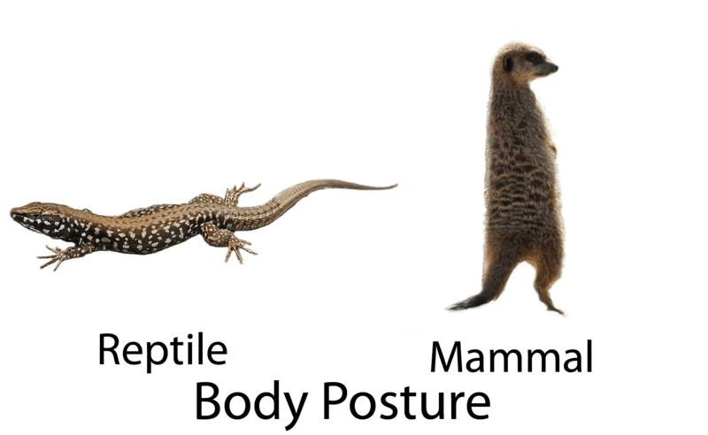 Limb position comparison between reptiles and mammals