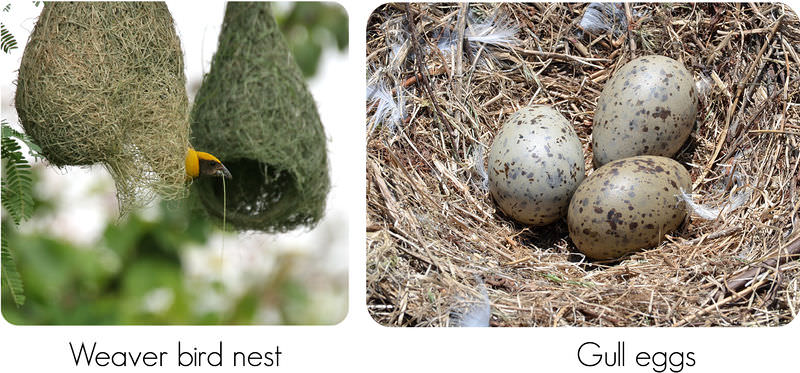 Variation in bird nests