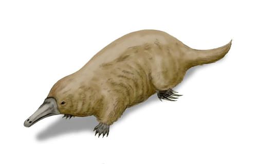 Steropodon illustration: monotreme ancestor