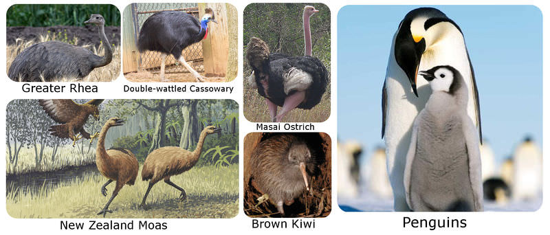 Various flightless birds