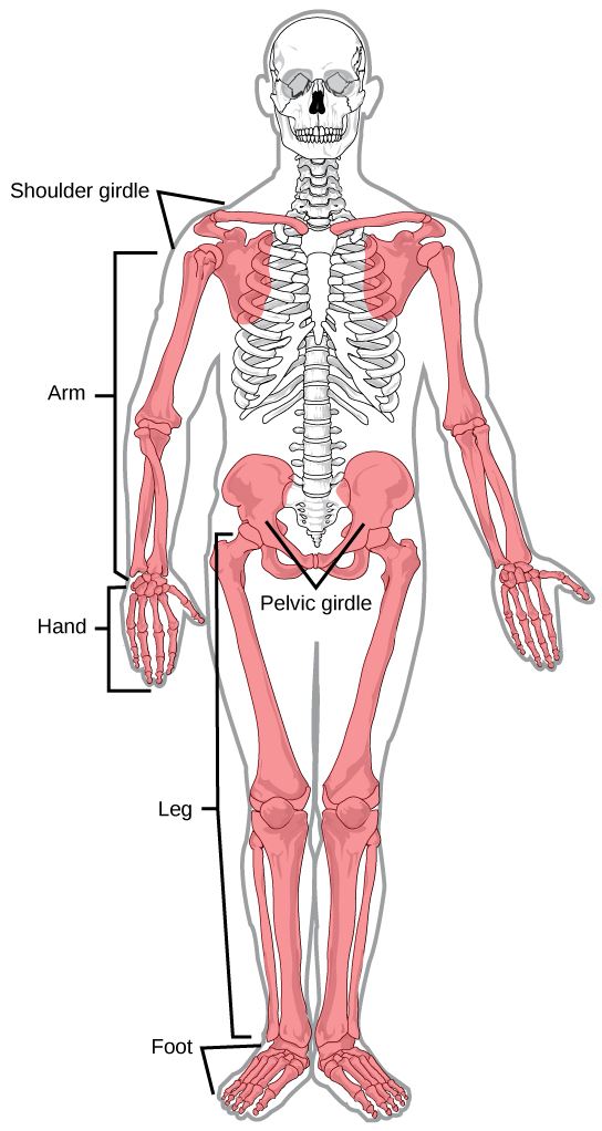 L'illustration montre le squelette appendiculaire, qui comprend les bras, les jambes, les os des épaules et la ceinture pelvienne.