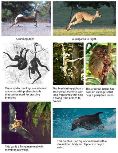 Various modes of mammalian locomotion