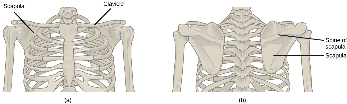 Illustration shows the pectoral girdles of the shoulder. Each girdle consists of a long, thin clavicle that runs from the sternum to the arm and a flat, triangular scapula that extends down from the clavicle. Viewed from the back, the upper part of the scapula has a prominent protrusion, called a spine.
