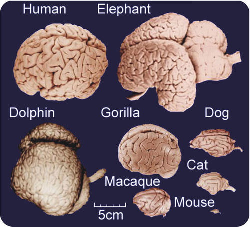 Vertebrate brain comparison