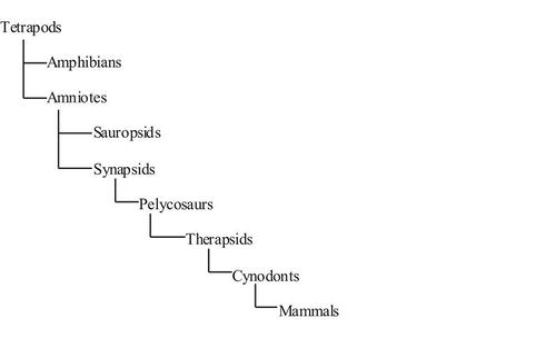 Mammalian phylogeny tree