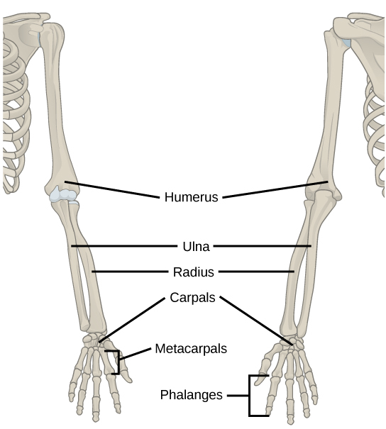 L'illustration montre un bras humain squelettique. L'humérus est l'os de la partie supérieure du bras. Le radius est l'os épais de l'avant-bras et le cubitus est l'os fin. Les carpes sont les os du poignet, les métacarpiens sont les os de la main et les phalanges sont les os des doigts.