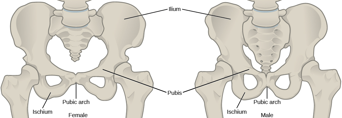 Illustration compares male and female pelvic bones. In both males and females, a wide, rounded bone called the ilium attaches to each side of the spine. The ilium curves toward the front, where it narrows into the ischium. A loop-shaped bone extends down from the place where the ilium meets the ischium, and connects back to the ilium in the front center of the body.