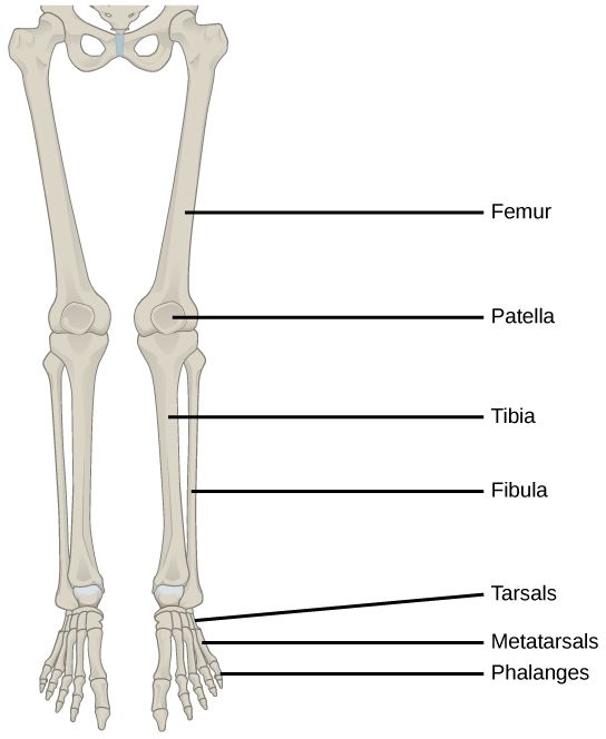 L'illustration montre une jambe. L'os de la partie supérieure de la jambe est le fémur. Le tibia est l'os antérieur le plus épais de la partie inférieure de la jambe, et le péroné est l'os arrière. Les tarses sont les os de la cheville. Les métatarsiens sont les os du pied et les phalanges sont les os des orteils.