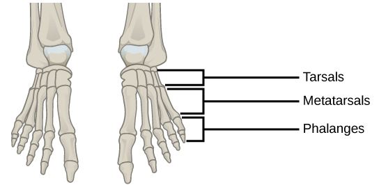 Illustration shows a human foot. The metatarsals are five long, thin bones that connect to the phalanges.