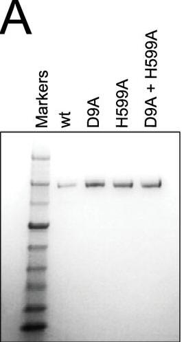 CRISPR_Fig1A