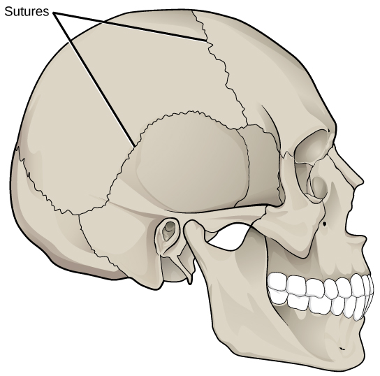 L'illustration montre des sutures qui tricotent la partie arrière du crâne ainsi que les parties antérieure et inférieure.