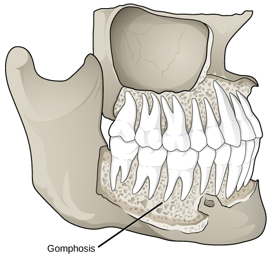 L'illustration montre une gomphose reliant une dent à la mâchoire. Les gomphoses ont un aspect poreux.
