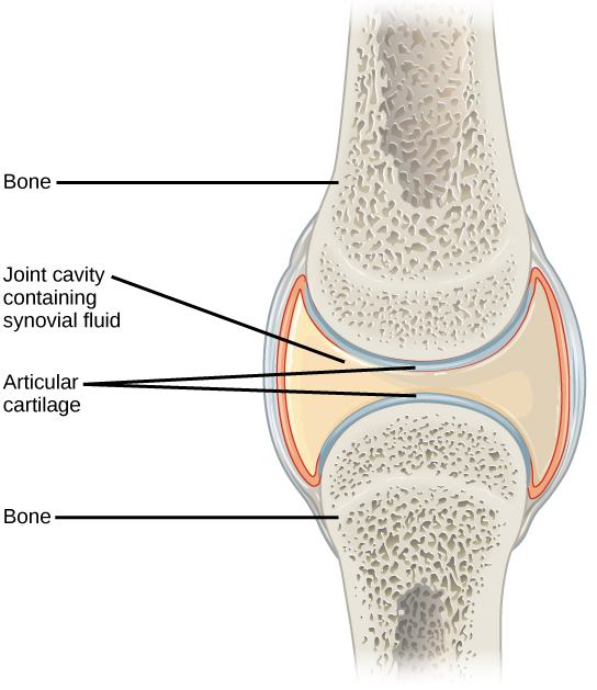 插图显示了两根骨头之间的滑膜关节。 骨头之间存在一个工字形的滑膜腔，关节软骨环绕在骨尖上。 韧带将两根骨头连接在一起。