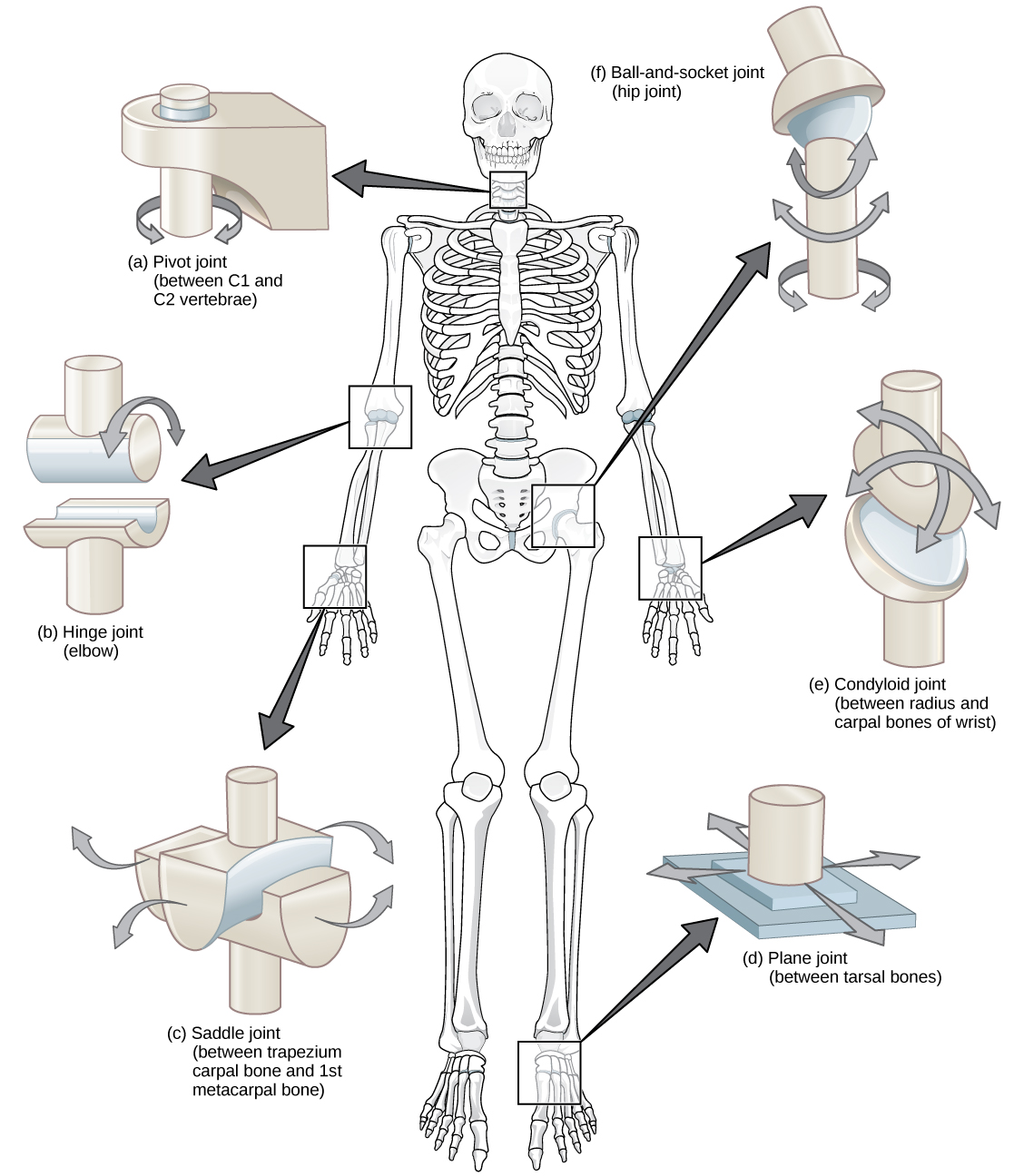 插图显示了身体的关节。 颈部是一个允许旋转的枢轴关节。 臀部是一个球窝关节，允许旋转运动。 肘部是一个铰链接头，允许沿一个方向移动。 手腕有一个鞍形关节，允许来回移动，还有一个允许上下运动的疣状关节。 脚的睑板有一个平面接头，可以来回移动。