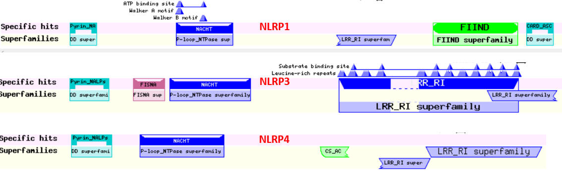 NLRP domain structure