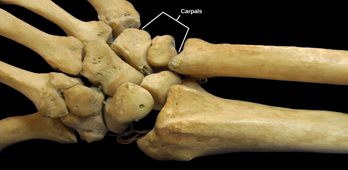 照片显示了人类的手部骨架。 前臂的半径和尺骨与手腕上几根称为腕骨的小旋钮骨相连。 反过来，腕骨会连接到手腕的骨头。