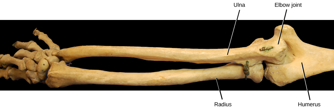La photo montre le squelette d'un bras humain. Le cubitus de la partie inférieure du bras s'insère dans la rainure de l'humérus, formant l'articulation du coude en forme de charnière.