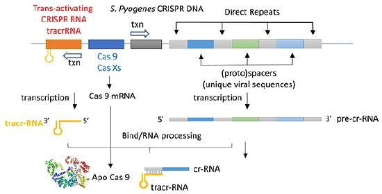CRISPR operon and transcipts