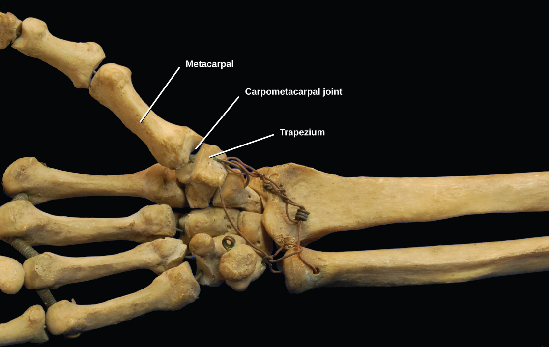 La photo montre l'articulation carpométacarpienne qui relie le métacarpien du pouce au trapèze du poignet. Chaque os est en forme de selle à son extrémité.