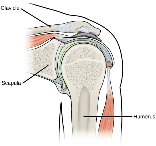 插图显示，肱骨的球形末端适合肩关节的窝中。
