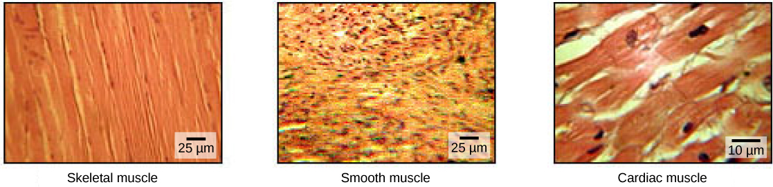 Les cellules du muscle squelettique sont longues et disposées en bandes parallèles qui donnent l'apparence de stries. Chaque cellule possède plusieurs noyaux. Les cellules musculaires lisses n'ont pas de stries et un seul noyau par cellule. Les muscles cardiaques sont striés mais ne comportent qu'un seul noyau.
