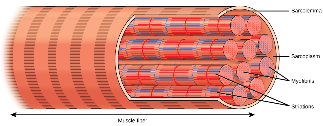 L'illustration montre une longue cellule musculaire squelettique tubulaire qui s'étend sur la longueur d'une fibre musculaire. Des faisceaux de fibres appelés myofibrilles s'étendent sur toute la longueur de la cellule. Les myofibrilles ont un aspect rubané.