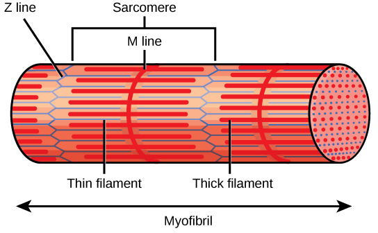 L'illustration montre une partie d'une myofibrille tubulaire composée de nombreux sarcomères. Les lignes en zigzag, appelées lignes Z, s'étendent perpendiculairement à la fibre. Chaque sarcomère commence sur une ligne Z et se termine sur la suivante. Une ligne droite perpendiculaire, appelée ligne M, existe à mi-chemin entre chaque ligne Z. Des filaments épais s'étendent à partir des lignes M, parallèlement à la longueur de la myofibrille. Des filaments fins s'étendent à partir des lignes Z et s'étendent dans l'espace entre les filaments épais.